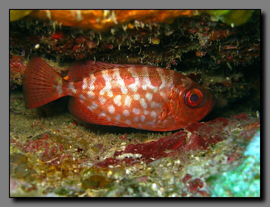 glasseye snapper